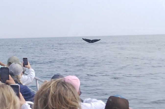 Maine Whale Watching Tour in Portland - The Whale-Watching Stretch: Two Hours Offshore (No Guarantees, Still a Good Bet)