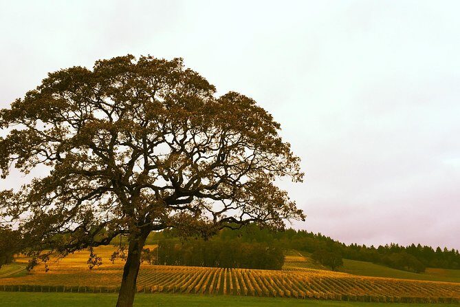 Private Willamette Valley Wine Tour from Portland (All tasting fees included) - Wine Tastings With Fees Included: How This Helps Your Budget