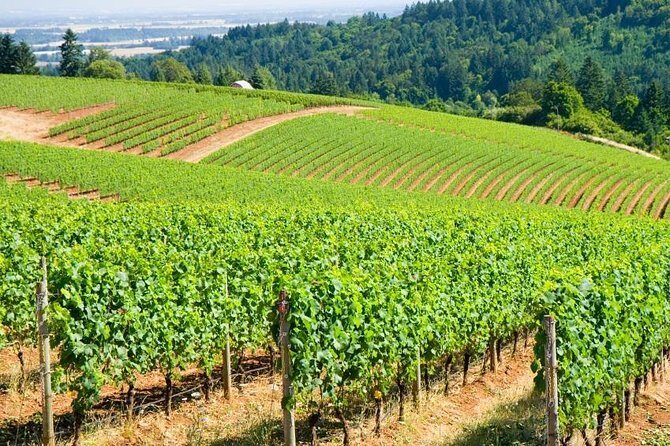 Willamette Valley Wine Tour - Full Day Tour - Key highlights to know before you go